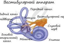 Photo of Органы слуха и равновесия