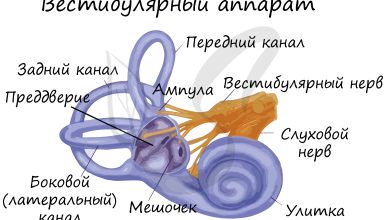 Photo of Органы слуха и равновесия