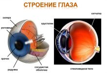 Photo of Расположение органов зрения