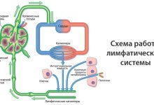 Photo of Роль лимфатической системы