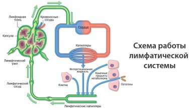 Photo of Роль лимфатической системы