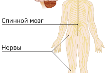 Photo of Нервная система и строение