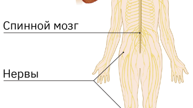 Photo of Нервная система и строение