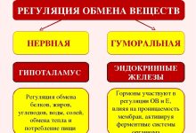 Photo of Регуляция обмена веществ