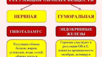 Photo of Регуляция обмена веществ