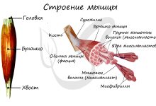 Photo of Строение мышц и движение