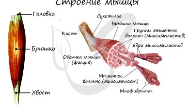 Photo of Строение мышц и движение