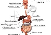 Photo of Пищеварительная система органов