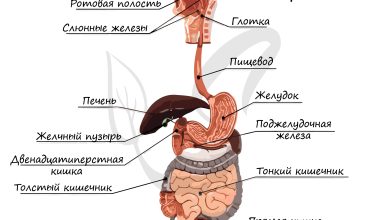 Photo of Пищеварительная система органов