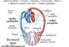 Photo of Строение кровеносной системы