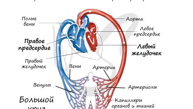 Photo of Строение кровеносной системы