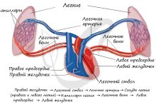Photo of Структура сосудов и кровообращение