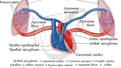Photo of Структура сосудов и кровообращение