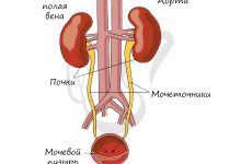 Photo of Органы мочеполовой системы
