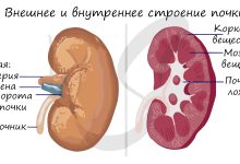 Photo of Строение почек и их роль