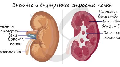 Photo of Строение почек и их роль