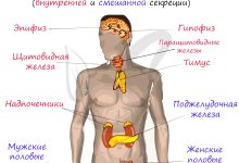 Photo of Эндокринная система и железы