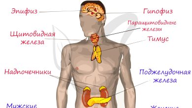 Photo of Эндокринная система и железы