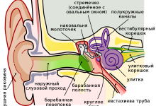 Photo of Анатомия уха и слух