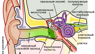 Photo of Анатомия уха и слух