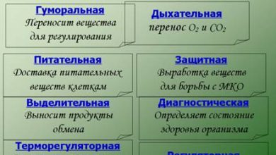 Photo of Роль крови в организме