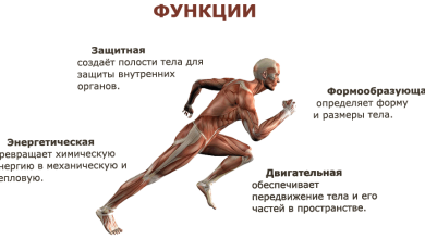 Photo of Функции внутренних органов