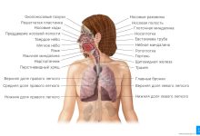 Photo of Строение дыхательной системы
