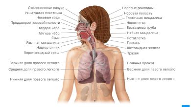 Photo of Дыхательная система и органы