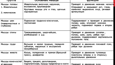 Photo of Функции мышц и костей