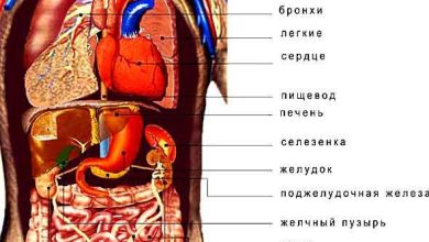 Photo of Анатомия человеческого тела