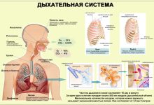Photo of Органы дыхательной системы и их функции