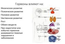 Photo of Влияние гормонов на организм