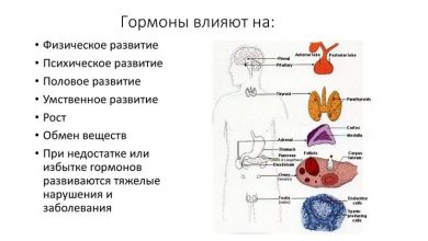 Photo of Влияние гормонов на организм