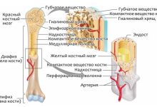 Photo of Костная система и ее роль