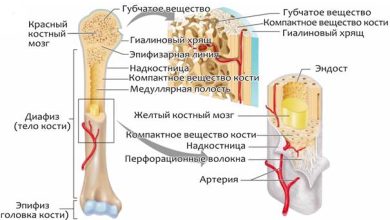 Photo of Костная система и ее роль