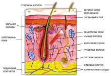 Photo of Строение кожи и функции