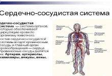 Photo of Функции сердечно-сосудистой системы