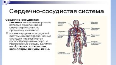 Photo of Функции сердечно-сосудистой системы