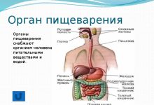 Photo of Как работает организм человека