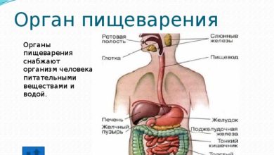 Photo of Как работает организм человека