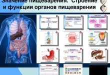 Photo of Значение пищеварения для здоровья