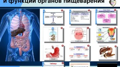 Photo of Значение пищеварения для здоровья