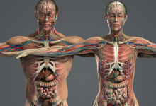 Photo of Различия мужского и женского тела