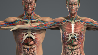 Photo of Различия мужского и женского тела