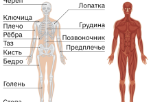 Photo of Значение мышц для движения тела