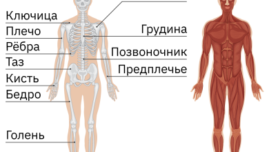 Photo of Значение мышц для движения тела