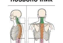 Photo of Важность позвоночника для здоровья