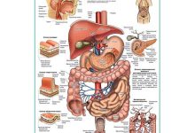 Photo of Анатомия пищеварительной системы