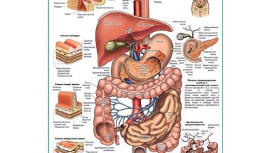 Photo of Анатомия пищеварительной системы