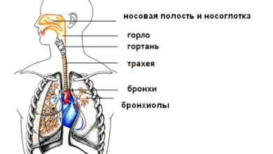 Photo of Основные органы дыхания человека